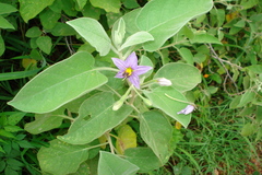 Solanum pubescens